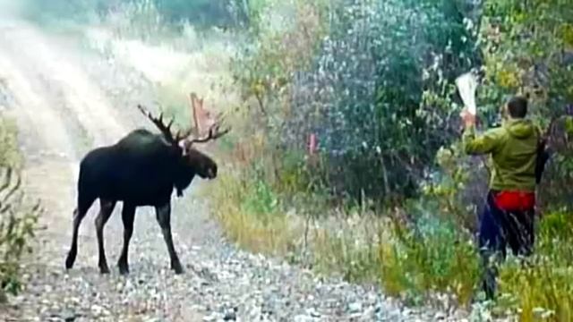 Он выпустил лосиху в дикую природу, а затем она вернулась с необычным сюрпризом! смотреть онлайн