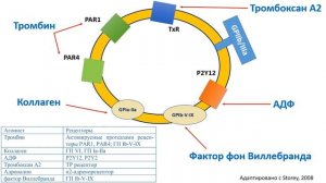 Строение и функции тромбоцитов