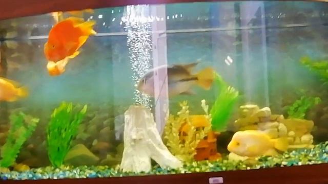 Сегодня моё утро началось с такой красоты. Красная Горка. Красивые рыбки. смотреть онлайн