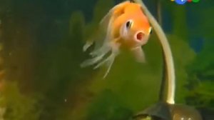 Как ухаживать за золотыми рыбками