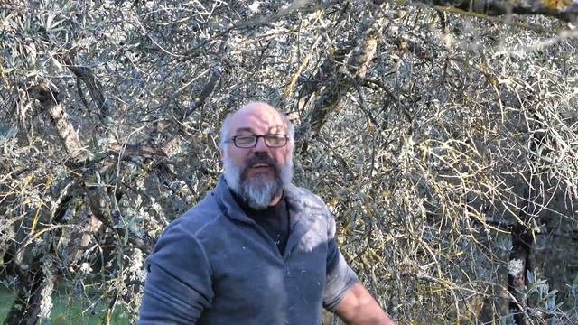 Самый натуральный сбор оливок в Италии. Старинные методы. Всё вручную! Handpicking Olives In Italy!