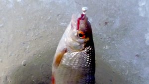 Рыбалка. Ловля плотвы на мормышку.
