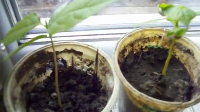 ХУРМА от косточки до растения. Зима (часть 2) смотреть онлайн