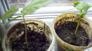 ХУРМА от косточки до растения. Зима  (часть 2)