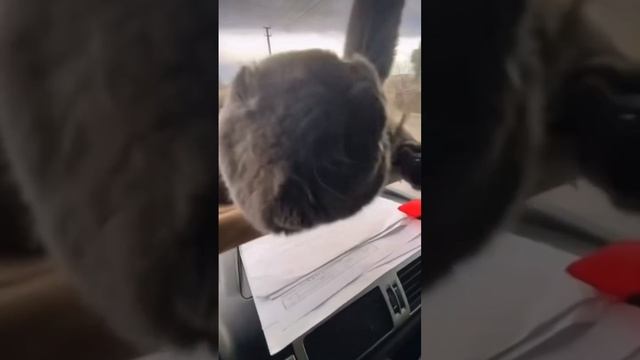 Кот на гамаке,в кабине с дальнобойщиком.