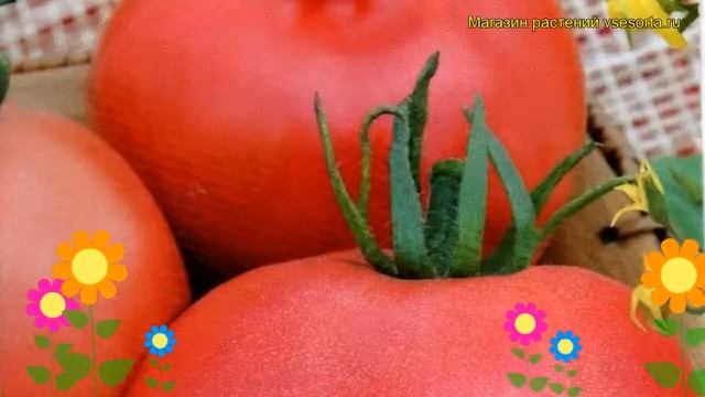 Томат обыкновенный Подарок Тёще. Краткий обзор, описание характеристик, где купить семена смотреть онлайн