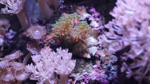 НОВЫЕ КОРАЛЛЫ В МОРСКОМ АКВАРИУМЕ.