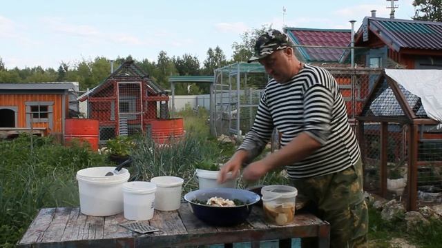Летняя витаминная мешанка для кур несушек.