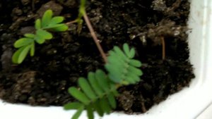 Мимоза стыдливая из семян Алиэкспресс