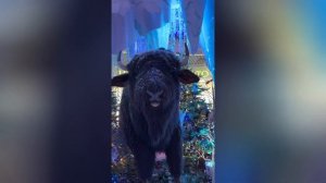 В ТЦ Dana Mall Минск открылась новая Новогодняя инсталляция: сказочная страна "Чароунае Паазер'е"