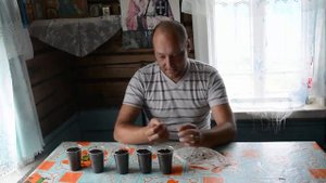 Как вырастить яблоню из косточки - Пересадка проросших косточек в грунт