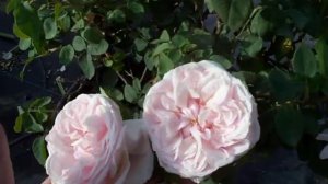 Souvenir de la Rose Malmaison.mov