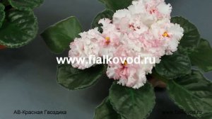 АВ-Красная Гвоздика