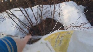 Придуманное мною укрытие на зиму для саженцев Магнолий. 1 часть.