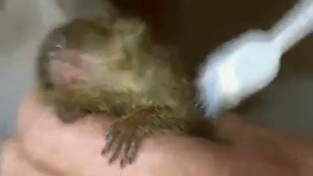 Самая маленькая обезьянка)