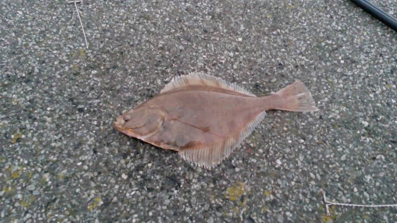 Камбала #рыбалка