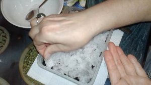 СЕЛЬДЕРЕЙ ЧЕРЕШКОВЫЙ! СЕЕМ СЕМЕНА НА СНЕГ! ОТЛИЧНЫЙ СПОСОБ!