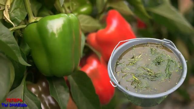 БОМБА А НЕ ПОДКОРМКА! ПЕРЕЦ БАЛДЕЕТ! БУДЕТЕ СОБИРАТЬ КРУПНЫЕ и МЯСИСТЫЕ ПЕРЦЫ! смотреть онлайн