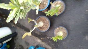 Адениум на рынке Тайланда