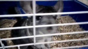 Шиншилла против кролика