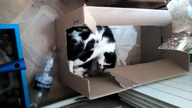 Кошка кормит щенков смотреть онлайн