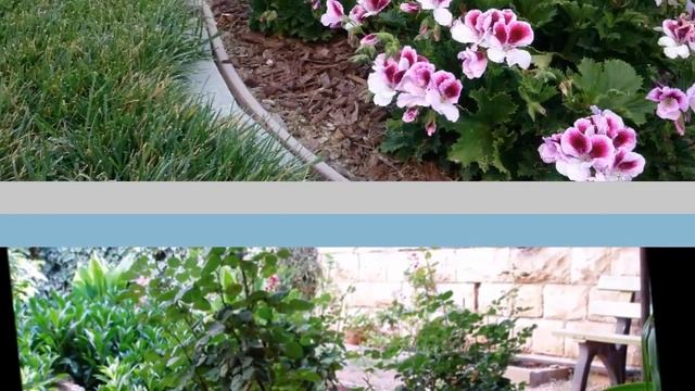 Пеларгония ( герань) прекрасно чувствует себя в саду Фото смотреть онлайн