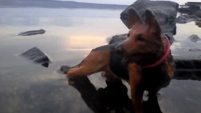 Прогулка Мухтара смотреть онлайн