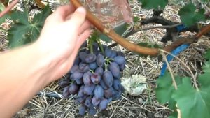 Виноград Сентябрина 2018 (Панченко)