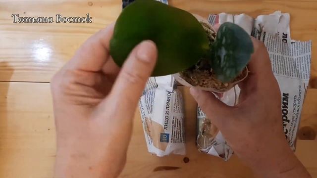 Распаковка посылки с орхидеями !