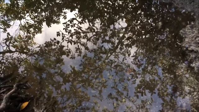 Florida Odyssey Part 1 of 2 смотреть онлайн