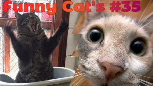 Смешные коты #35.mp4