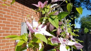 庭园花卉-铁线莲之六 Clematis Margaret Hunt,Hagley Hybrid,H.F.Young