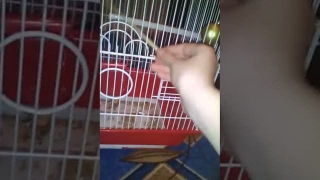 Рассказ про неразлучника, как приручать. смотреть онлайн