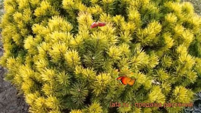 Сосна горная Винтерголд (pinus mugo) ? сосна Винтерголд обзор: как сажать саженцы сосны Винтерголд