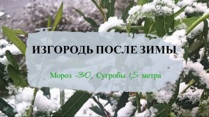 Как изгородь из ивы пережила зиму Мороз -30, сугробы 1,5 метра