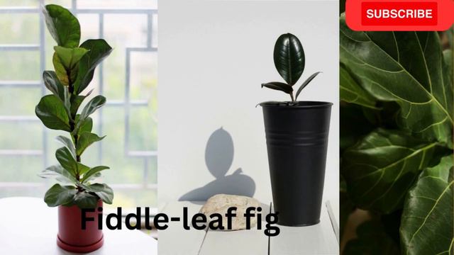 Transform Your Space with Indoor Plants | Best Low-Light and Air-Purifying Varieties #indoorplants