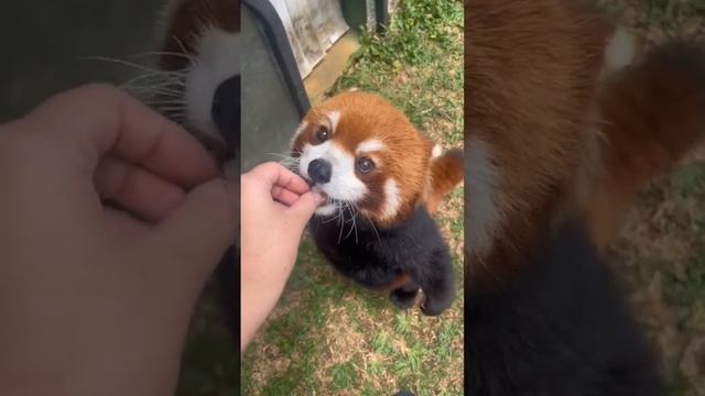 Cute Red Panda ❤️ #pets #redpanda #cute #animals