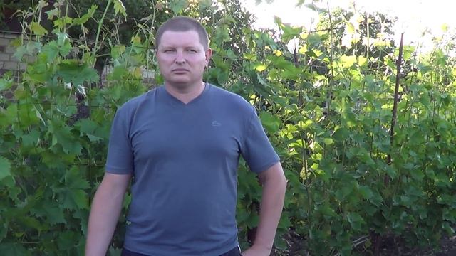 Виноград. Цветение. Виноградник 2015. смотреть онлайн