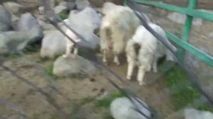 КОЗЛЯТУШКИ - РЕБЯТУШКИ....