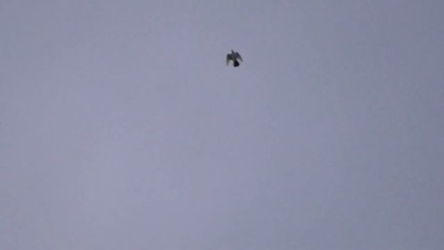 И снова Сокол Сапсан разорвал голубя. And again the Peregrine Falcon wounded the pigeon смотреть онлайн