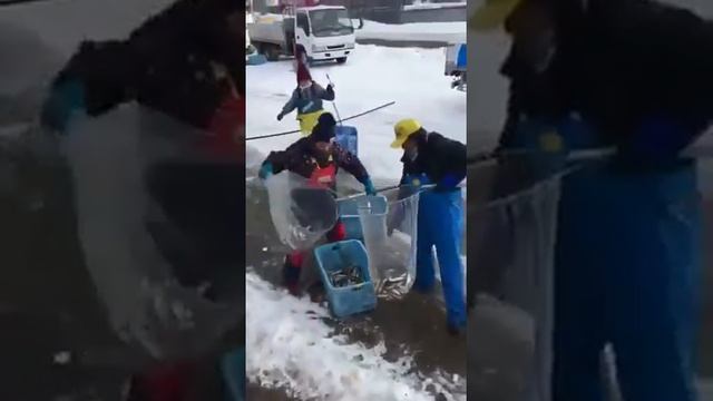 Японцы ловят корюшку 🔥 смотреть онлайн