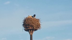 Жизнь аистов. Воспитание аистят Несколько минут из жизни аистов