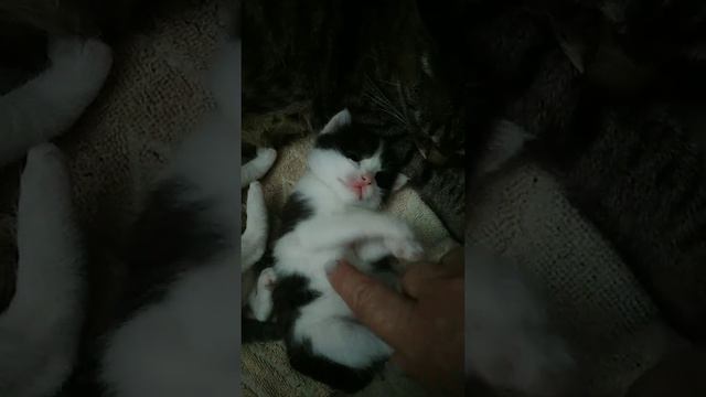 Котики ,котятки смотреть онлайн