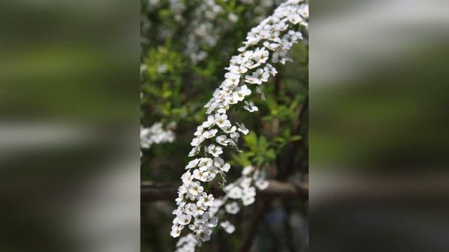 Самые популярные декоративные растения в Японии смотреть онлайн