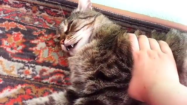 АГРеССИВНЫЙ КОТ смотреть онлайн