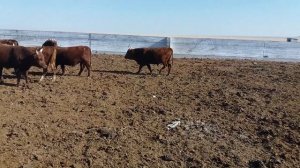 Быки 50 голов на продажу. Порода Калмыцкая.Экспорт из России.