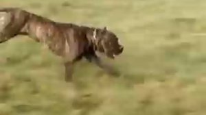 Алано (Испанский алано, Испанский бульдог) / Alano