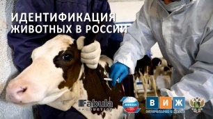 Идентификация животных в России