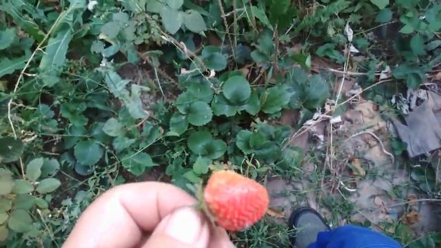 осенняя пересадка малины смотреть онлайн