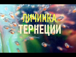 ЛИЧИНКА ТЕРНЕЦИИ ГЛОФИШ | РЕЗУЛЬТАТЫ НЕРЕСТА | LARVA OF TERNECIA